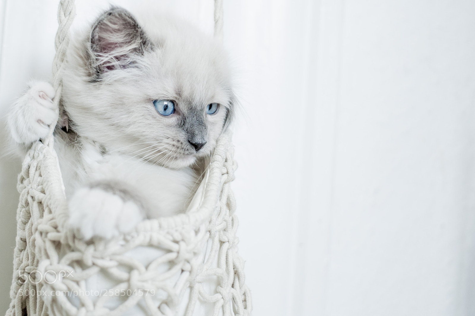 Canon EOS 30D sample photo. Erna the cat 2 photography
