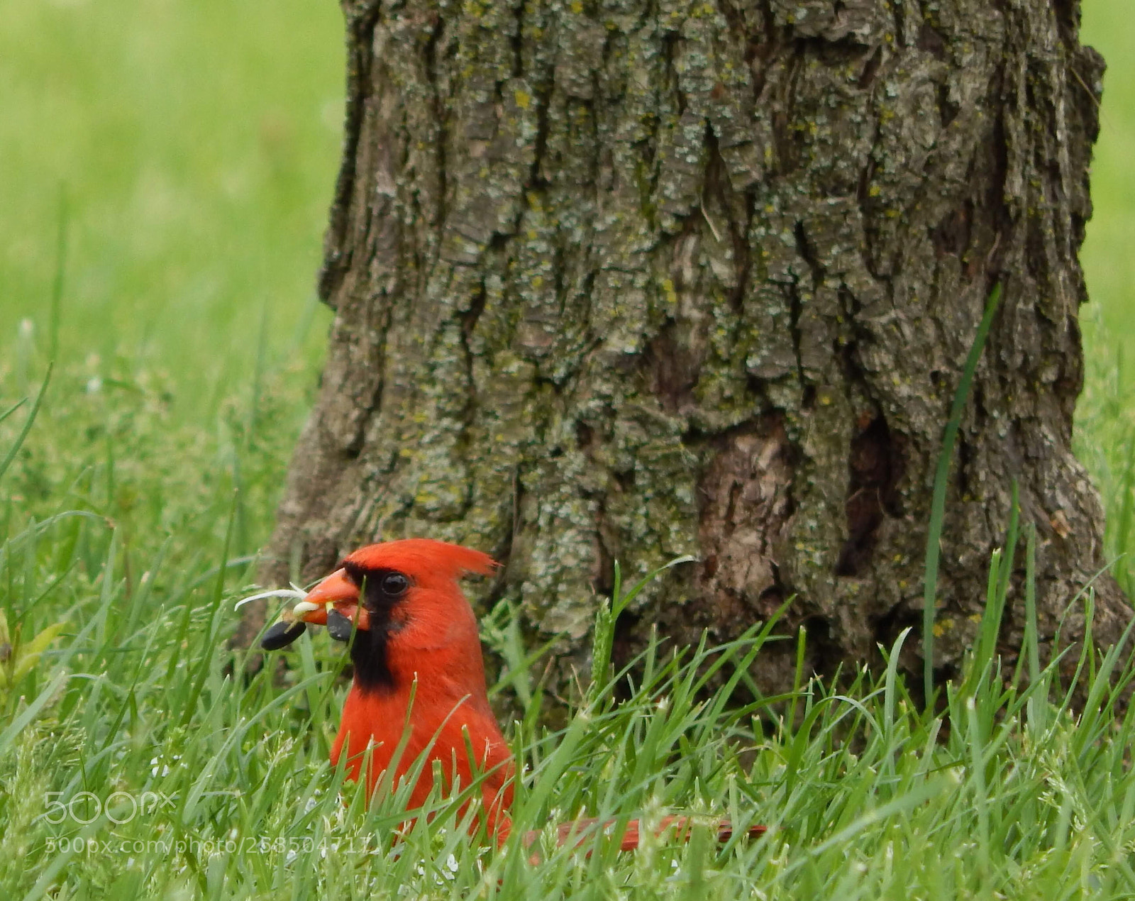 Nikon Coolpix L820 sample photo. The mighty hungry cardinal photography