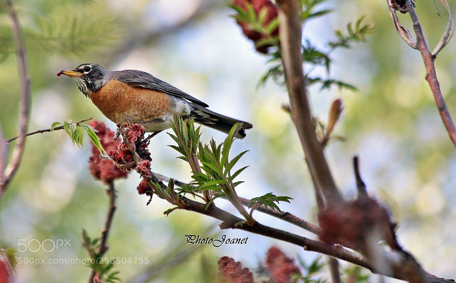 Canon EOS 5D sample photo. Repas printanier. photography