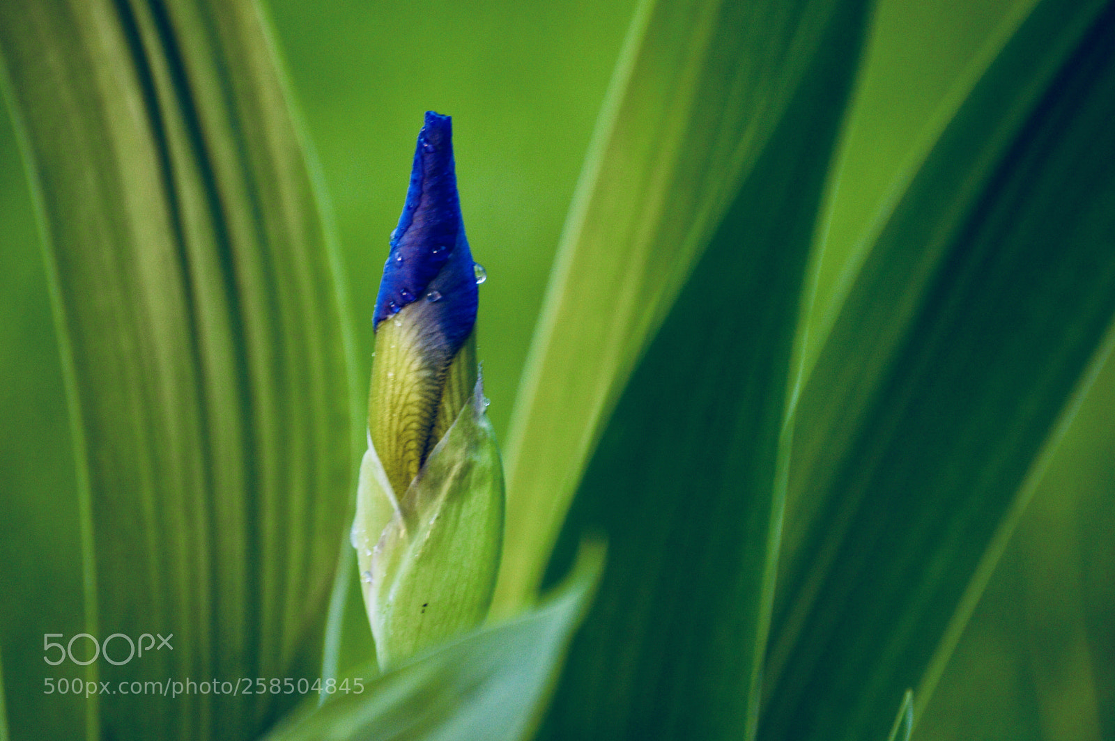 Nikon D3200 sample photo. Iris photography