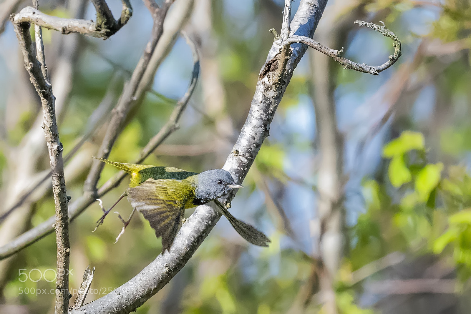 Nikon D850 sample photo. Mourning warbler photography