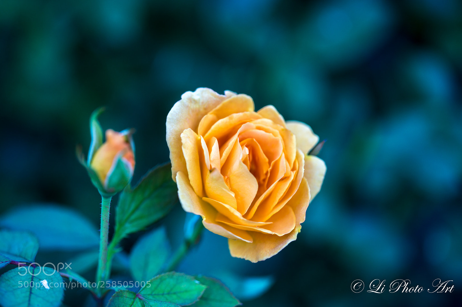 Canon EOS 6D sample photo. 盛开的玫瑰 photography