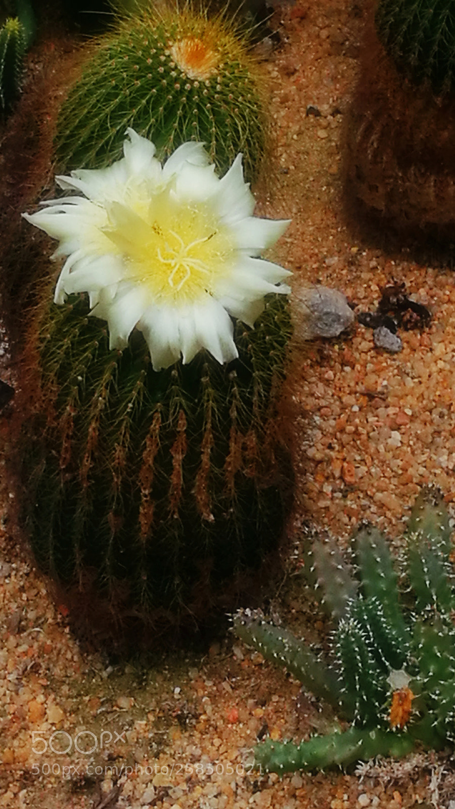 HUAWEI P9 sample photo. Cactus' blooming photography
