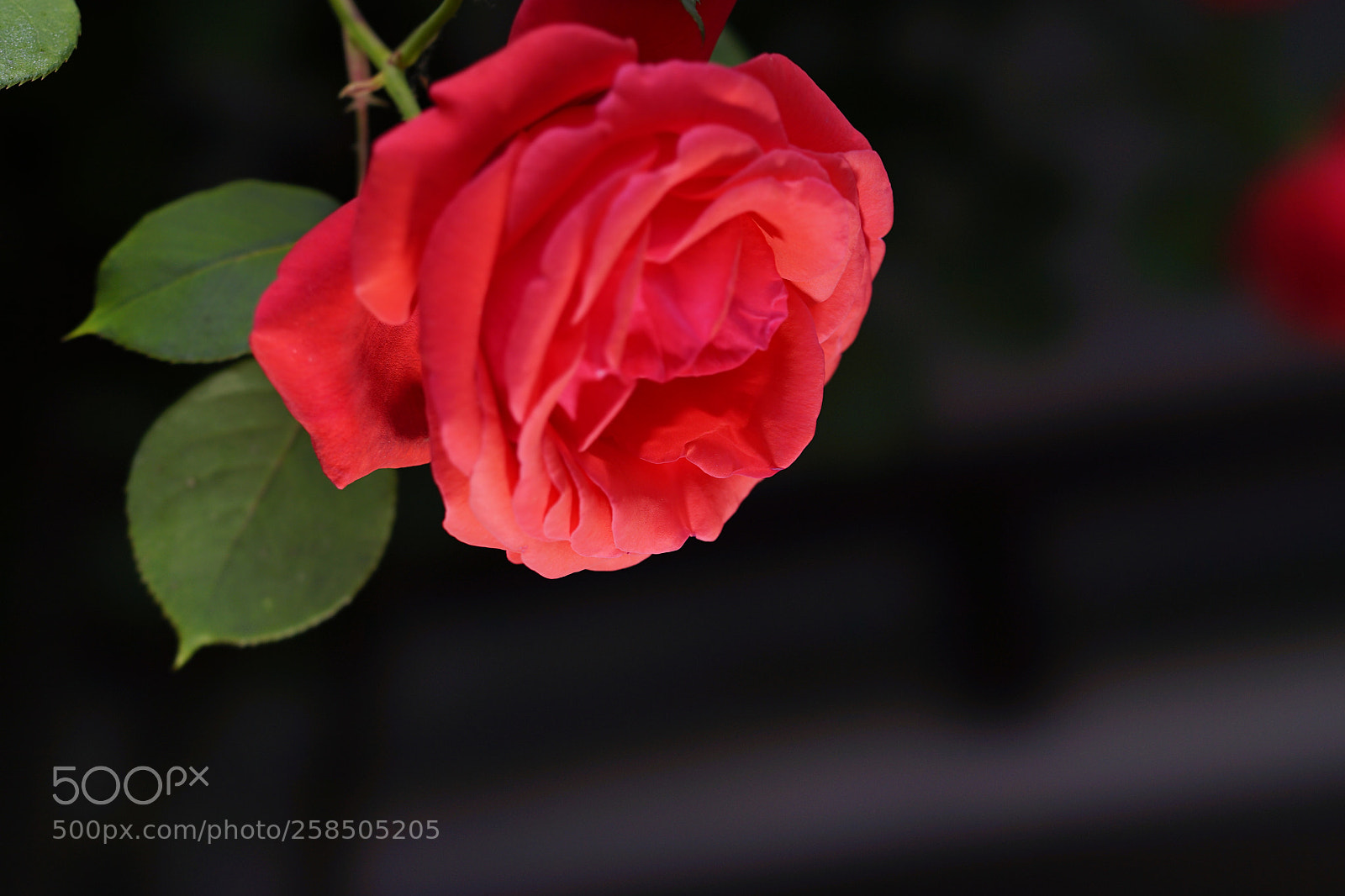 Sony a7 II sample photo. 看手機 photography