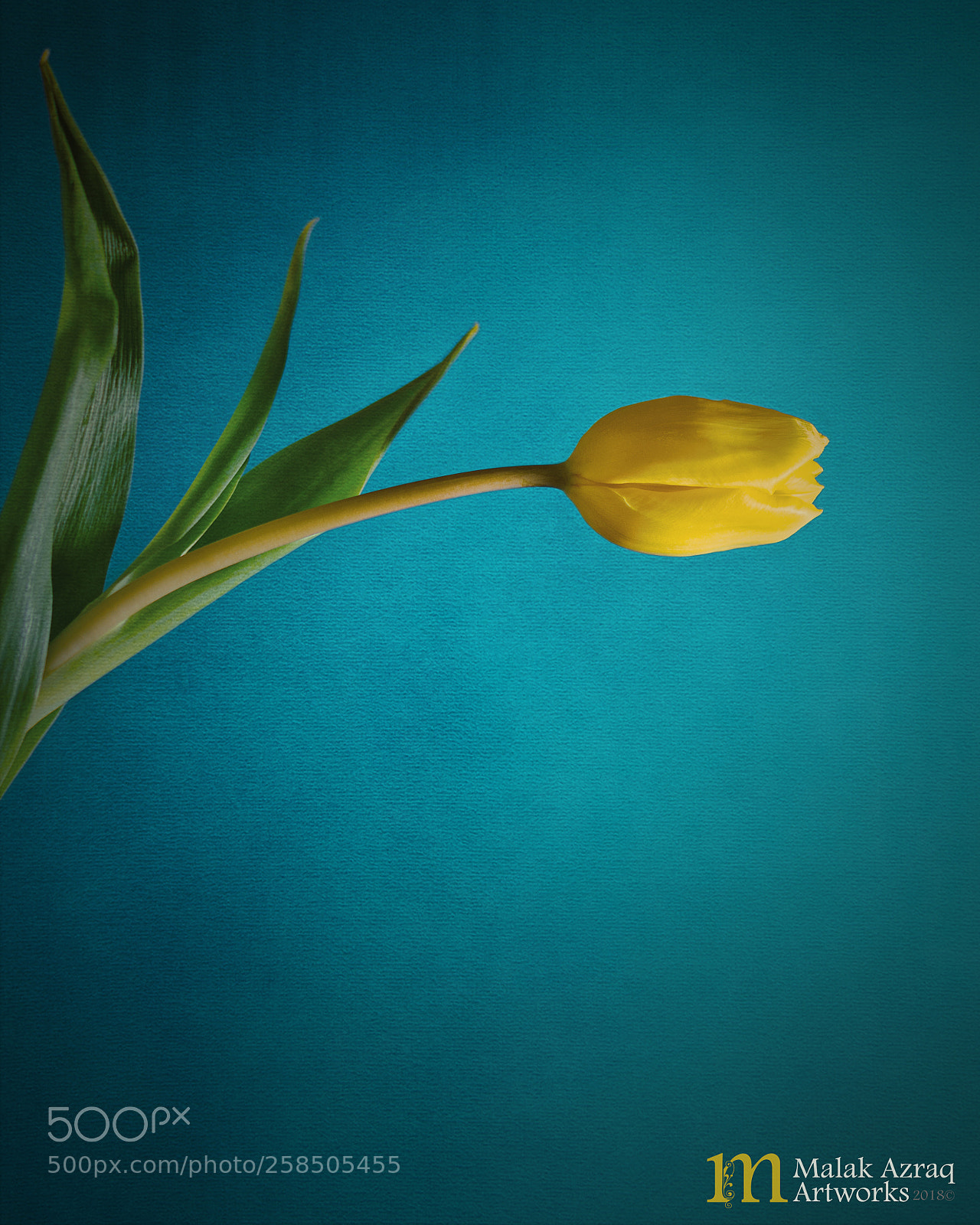Nikon D7000 sample photo. Yellow tulip photography