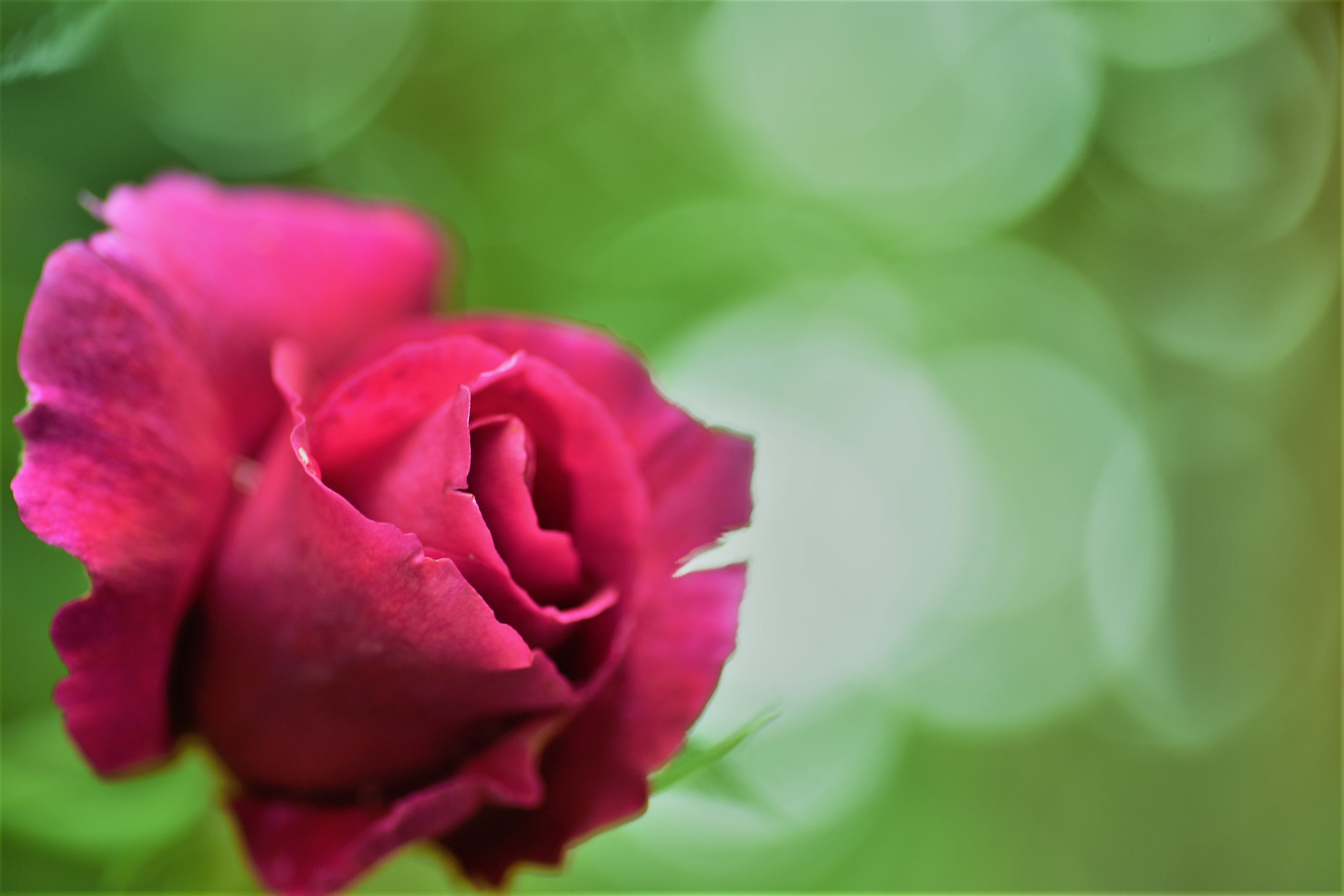 Nikon D750 sample photo. Fragrant roses♪ photography