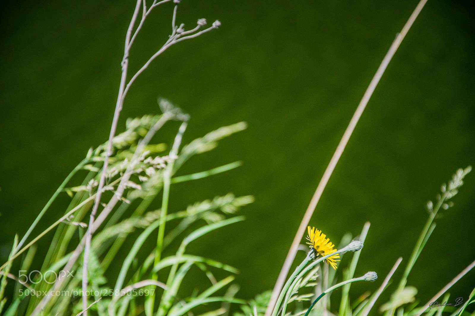 Nikon D5300 sample photo. Untitled photography