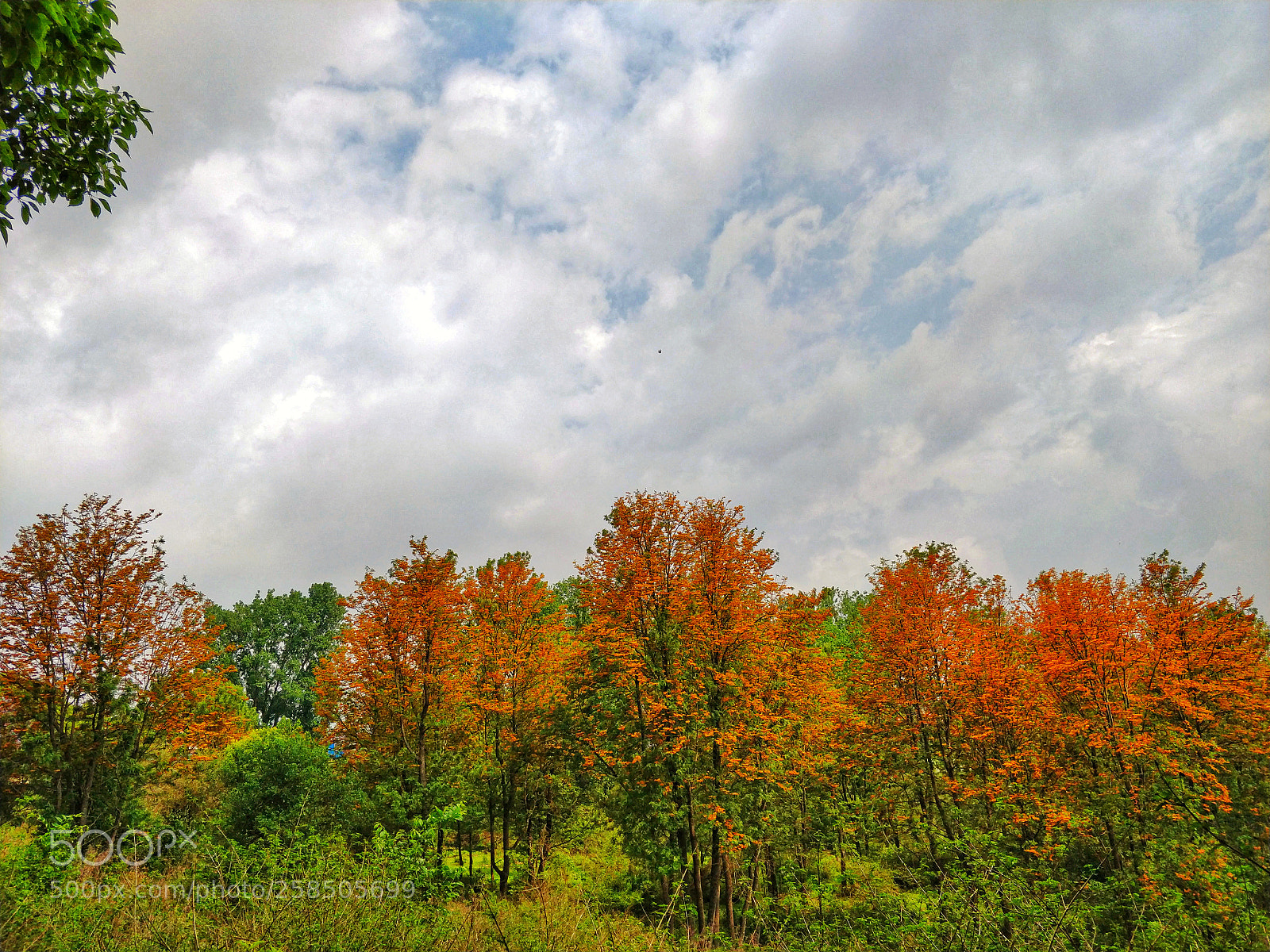 OnePlus 5T sample photo. Orange madness ! photography