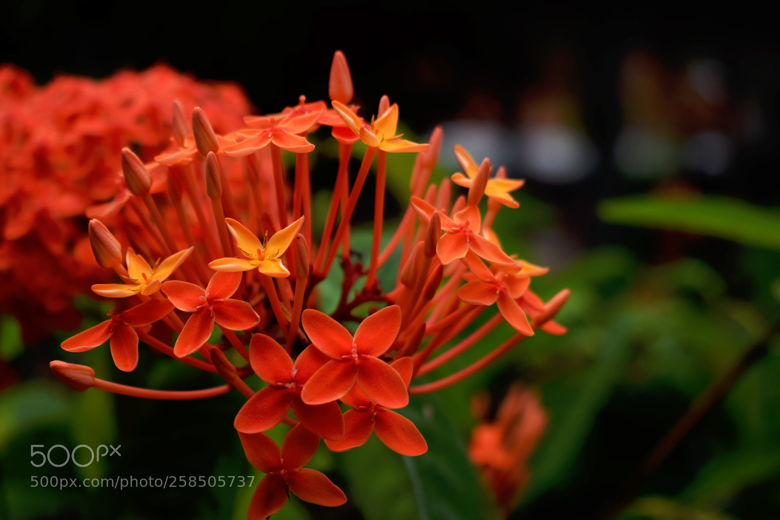 Nikon D3300 sample photo. Flowers photography
