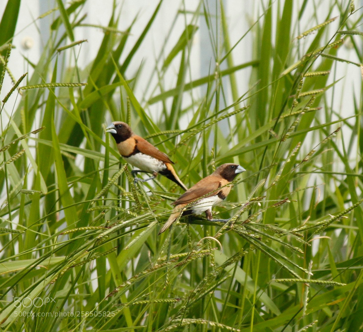 Canon EOS 550D (EOS Rebel T2i / EOS Kiss X4) sample photo. Finches photography