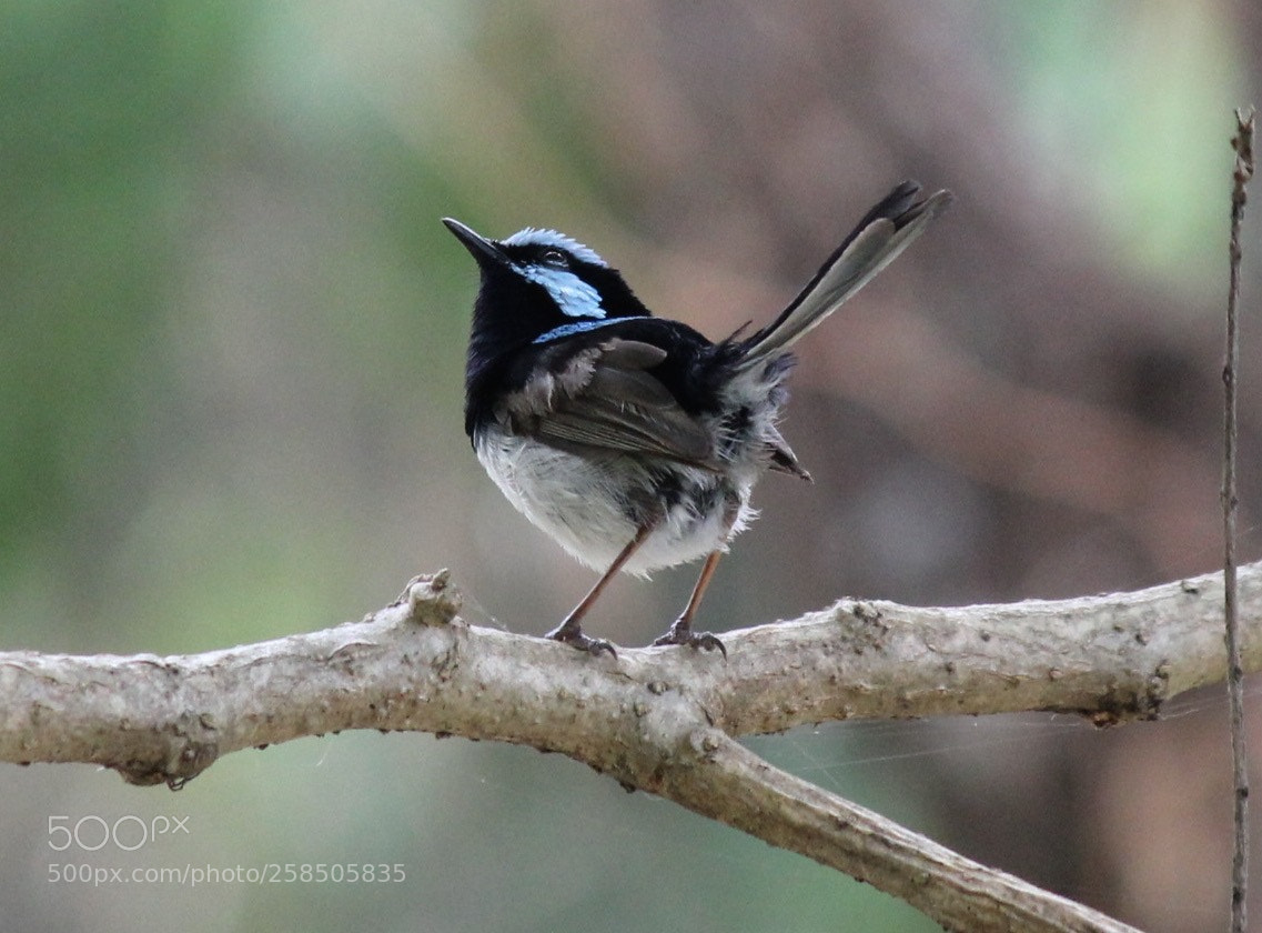 Canon EOS 550D (EOS Rebel T2i / EOS Kiss X4) sample photo. Blue fairy wren photography