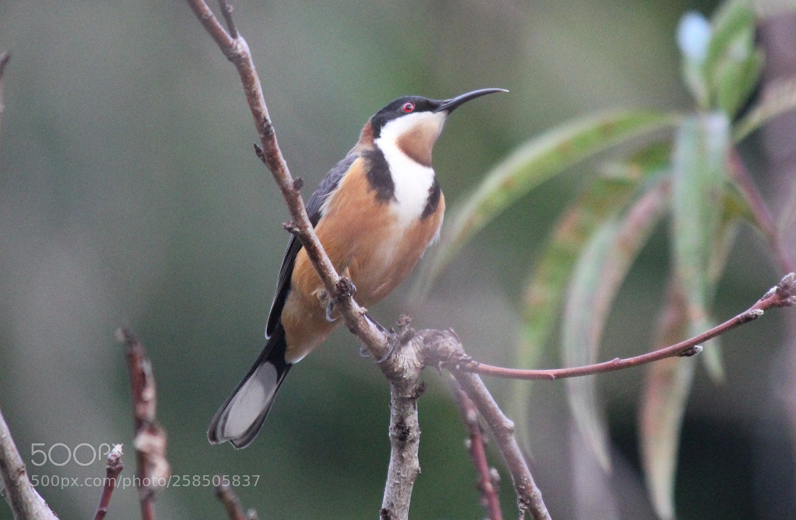 Canon EOS 550D (EOS Rebel T2i / EOS Kiss X4) sample photo. Spinebill honeyeater photography