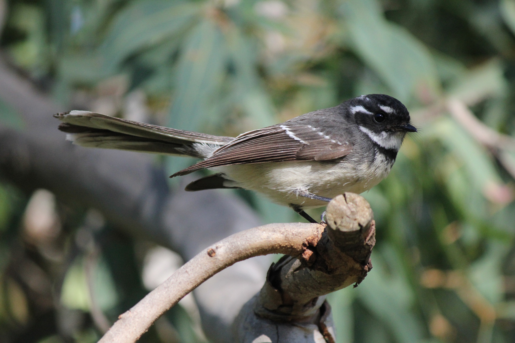 Canon EOS 550D (EOS Rebel T2i / EOS Kiss X4) sample photo. Fantail photography