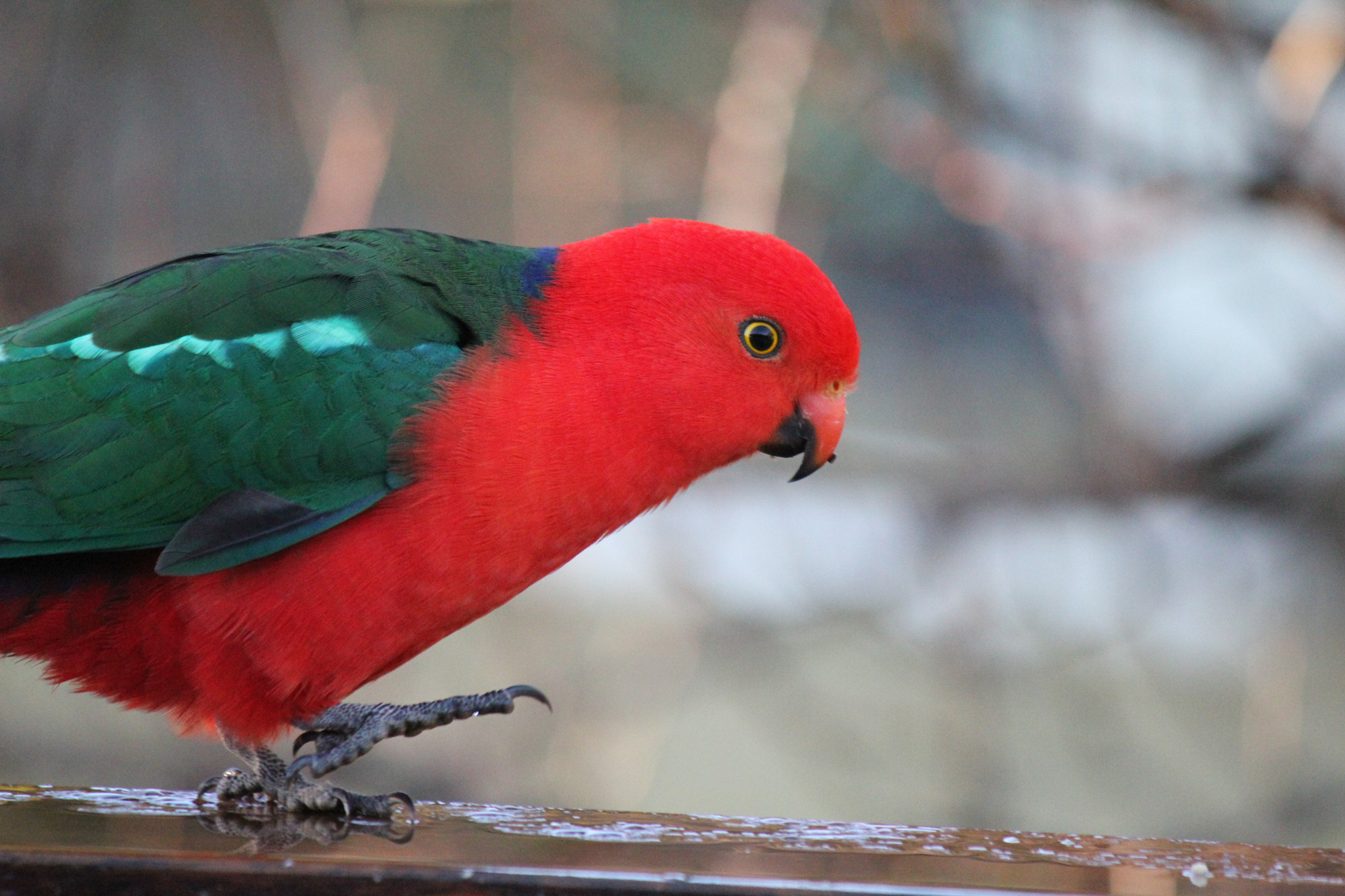 Canon EOS 550D (EOS Rebel T2i / EOS Kiss X4) sample photo. King parrot photography