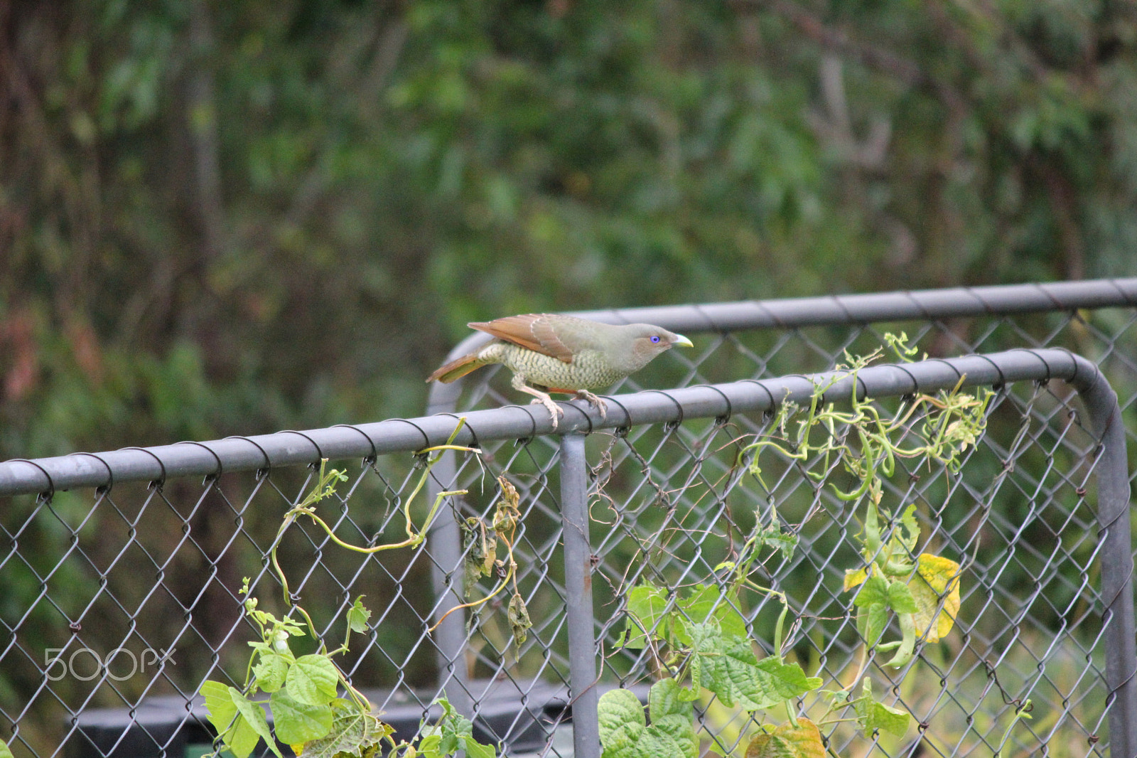 Canon EOS 550D (EOS Rebel T2i / EOS Kiss X4) sample photo. Bower bird photography