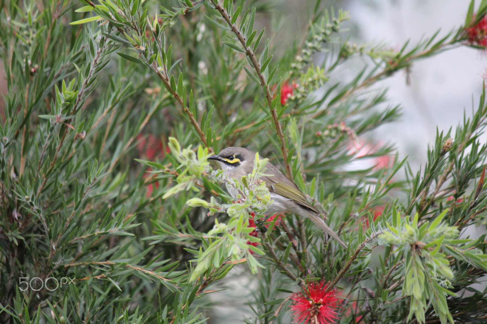 Canon EOS 550D (EOS Rebel T2i / EOS Kiss X4) sample photo. Yellow face honey eater photography