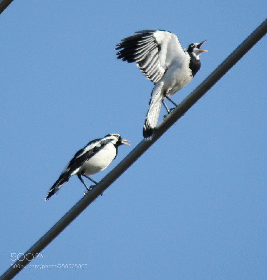 Canon EOS 550D (EOS Rebel T2i / EOS Kiss X4) sample photo. Magpie photography