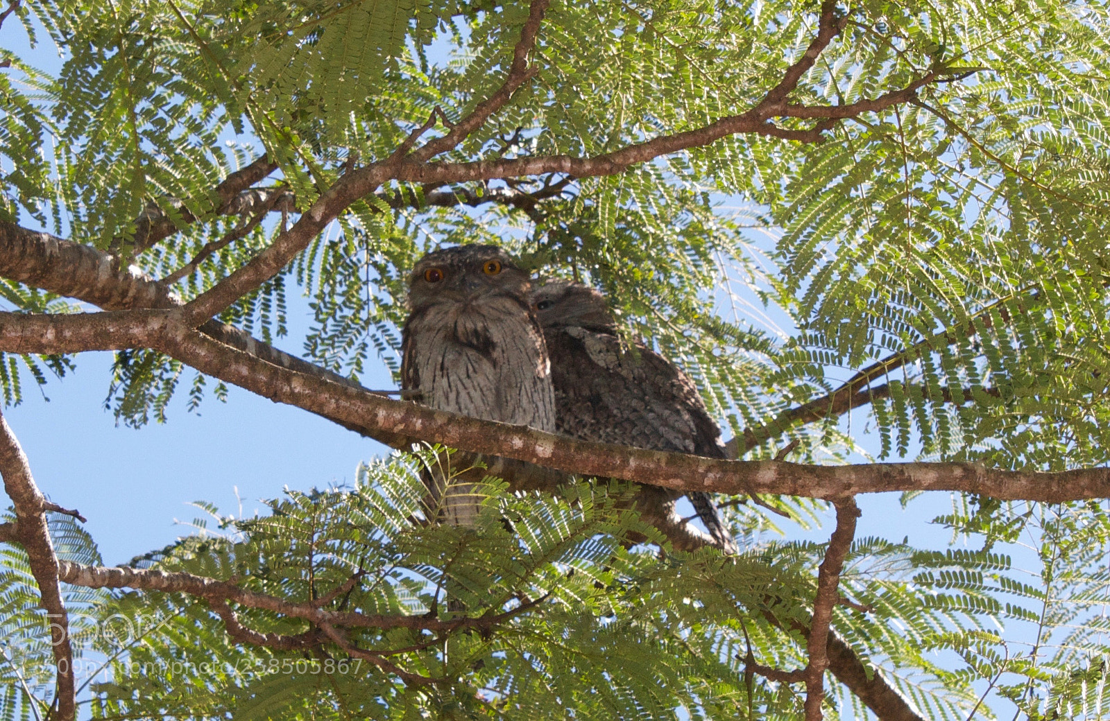 Canon EOS 550D (EOS Rebel T2i / EOS Kiss X4) sample photo. Tawny frog mouth photography