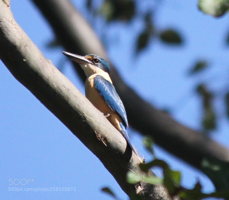 Canon EOS 550D (EOS Rebel T2i / EOS Kiss X4) sample photo. Scared kingfisher photography