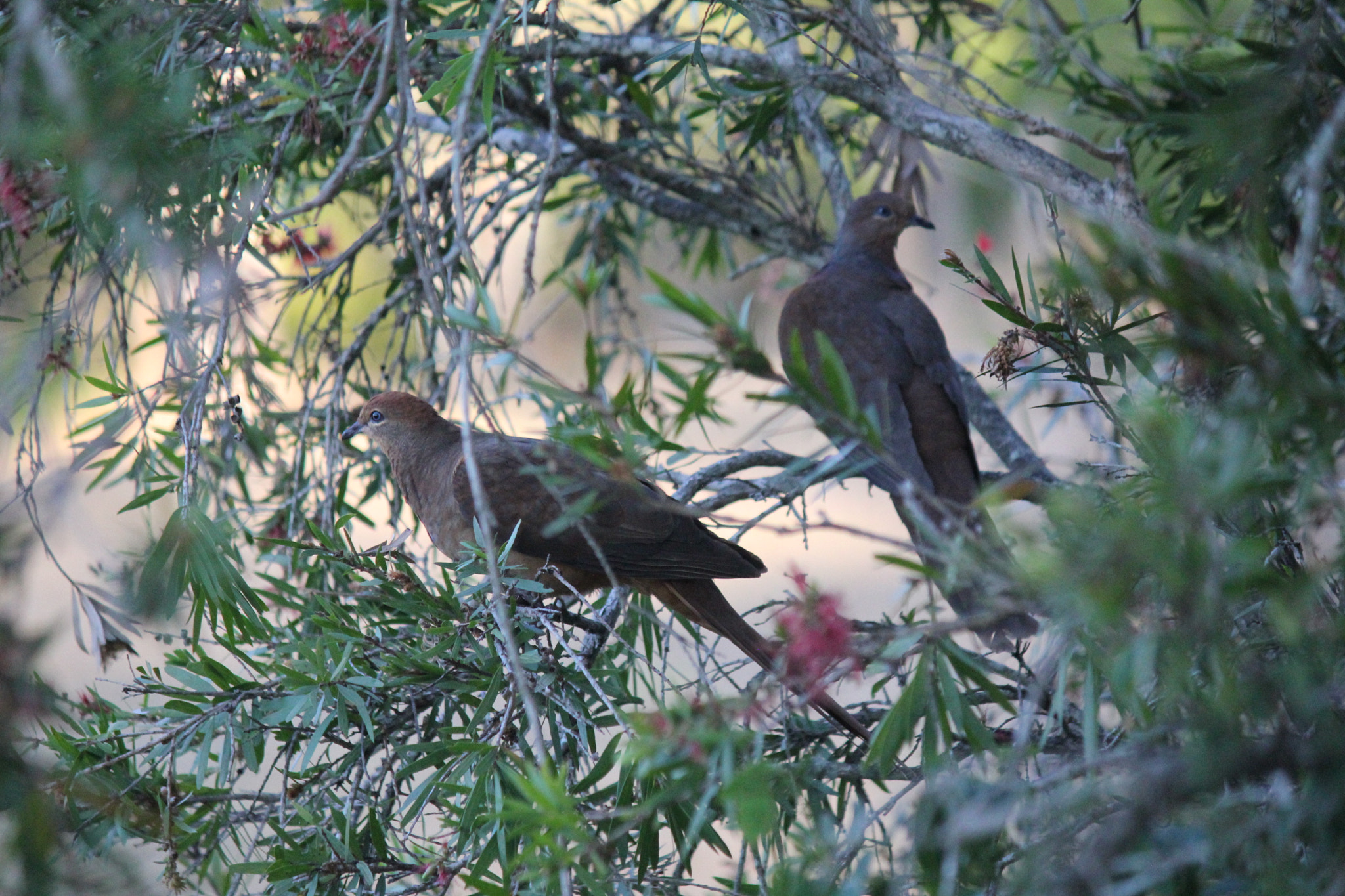 Canon EOS 550D (EOS Rebel T2i / EOS Kiss X4) sample photo. Doves photography