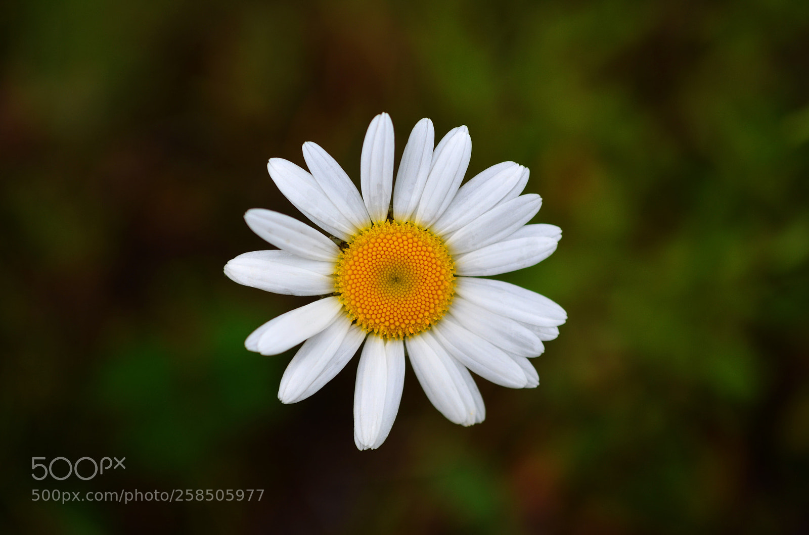 Nikon D5100 sample photo. Daisy with blurred background photography