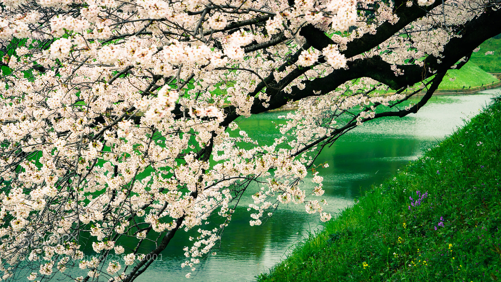 Sony a7 II sample photo. The cherry blossom photography