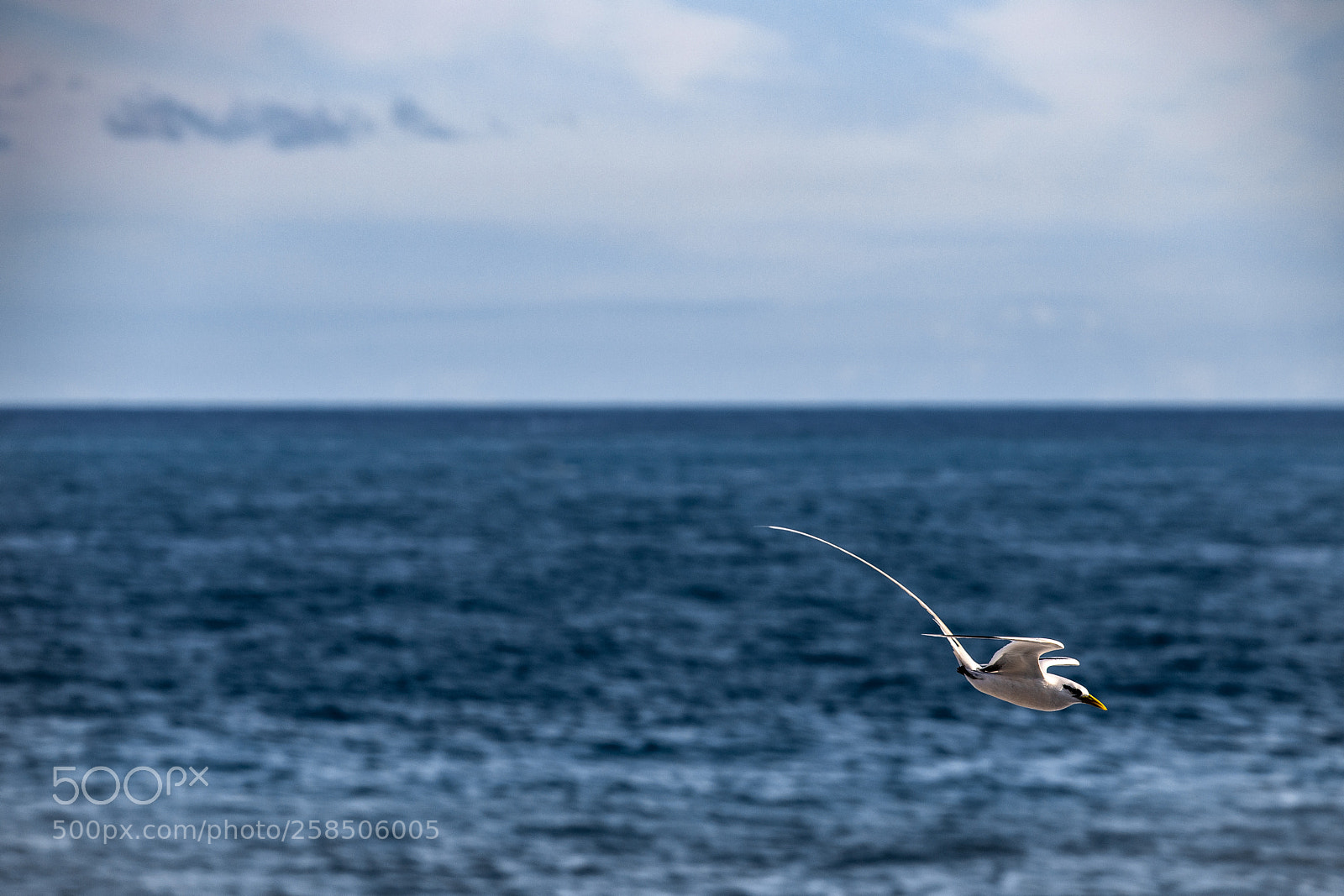 Canon EOS 6D Mark II sample photo. Paille en queue photography