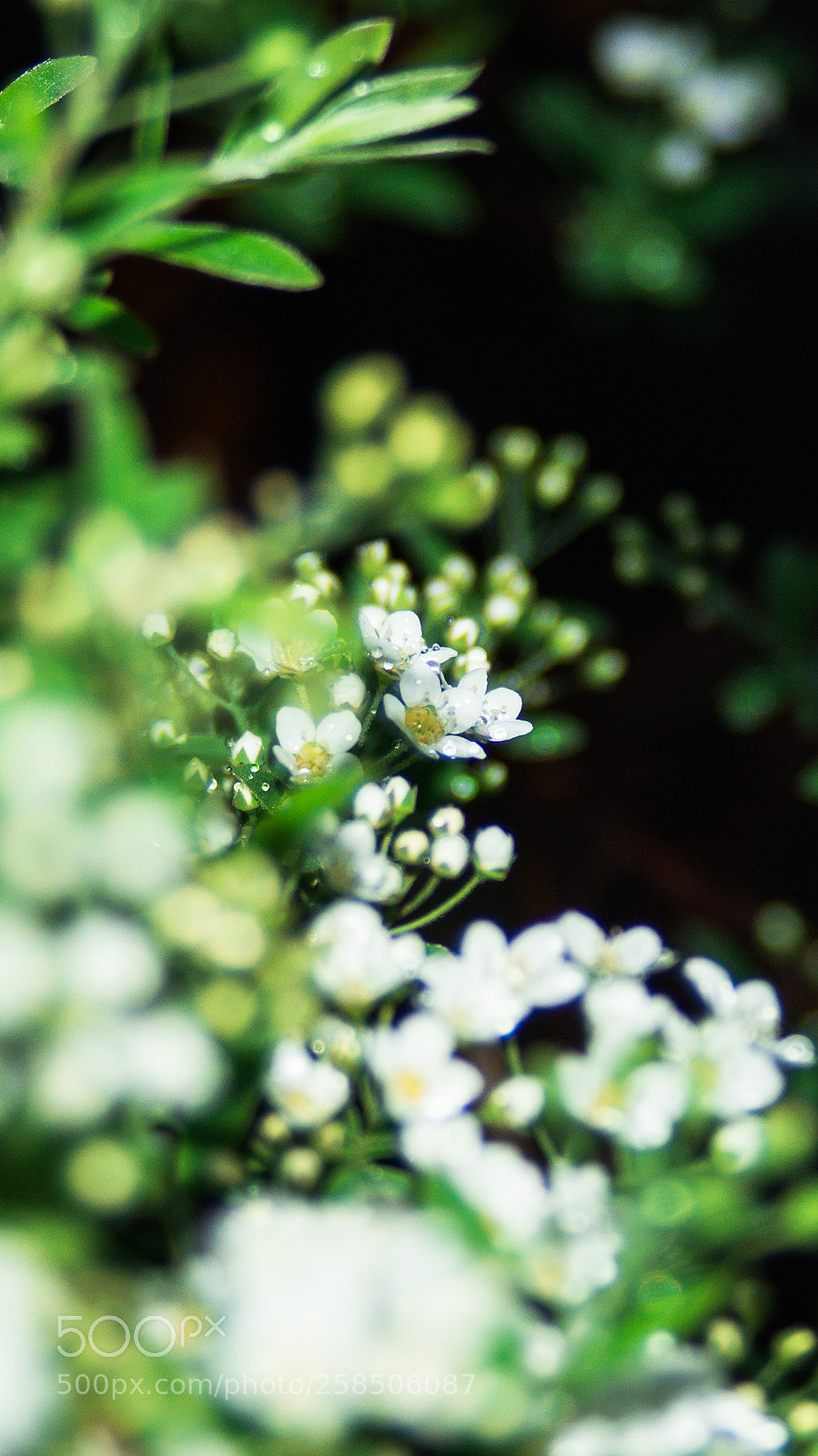 Sony SLT-A37 sample photo. спирея photography