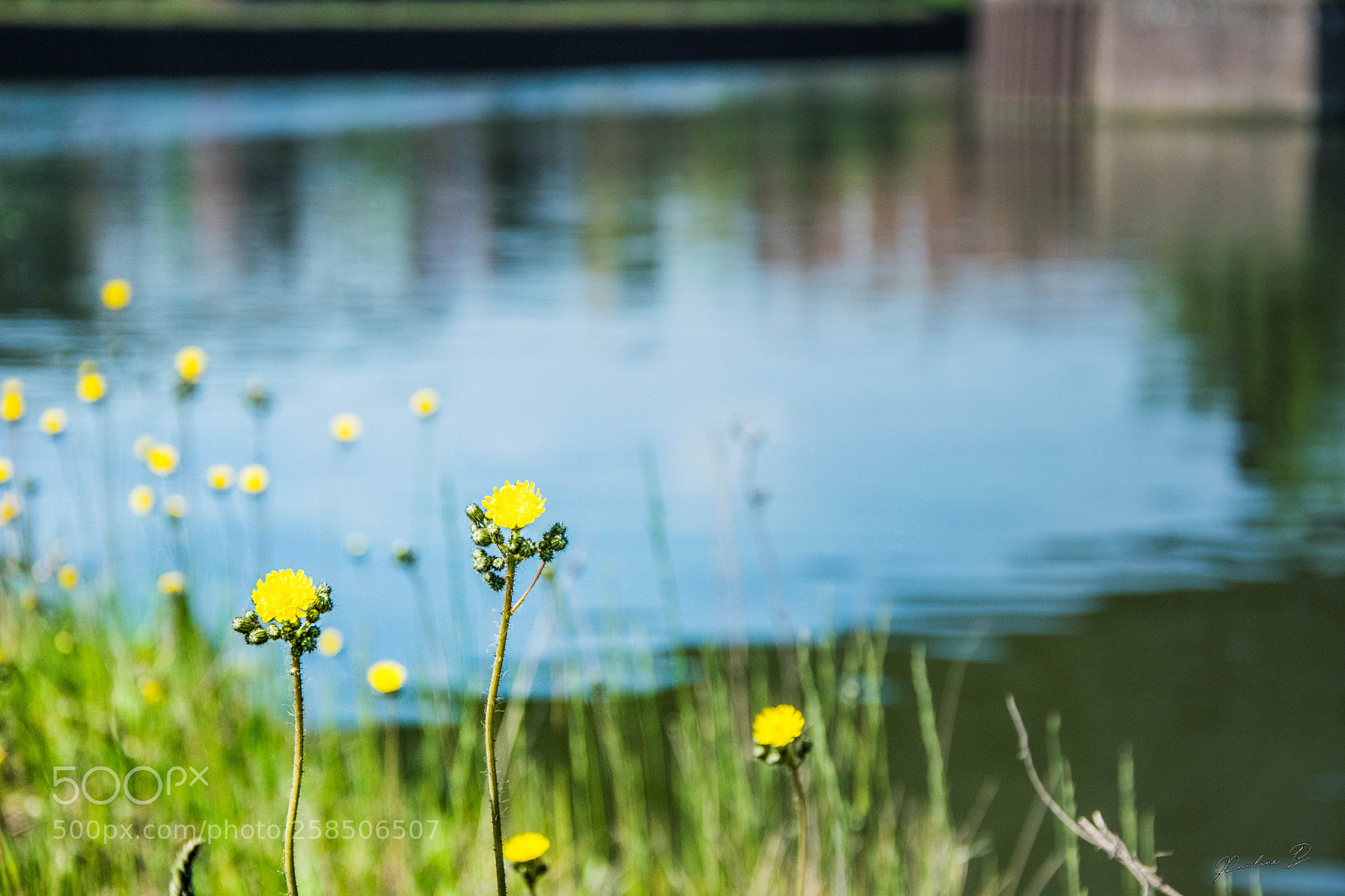 Nikon D5300 sample photo. Untitled photography