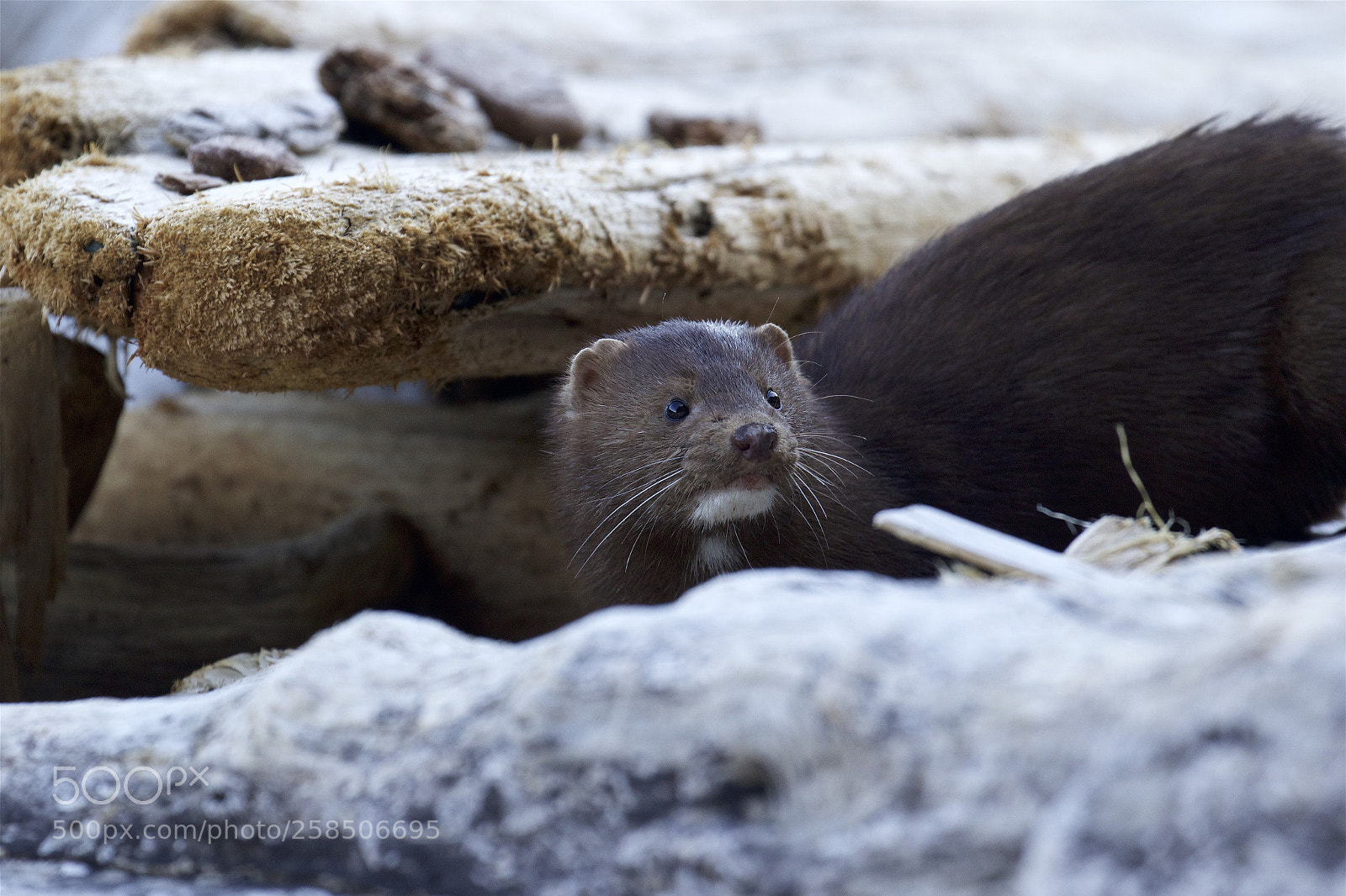 Canon EOS 7D Mark II sample photo. A mink up close photography