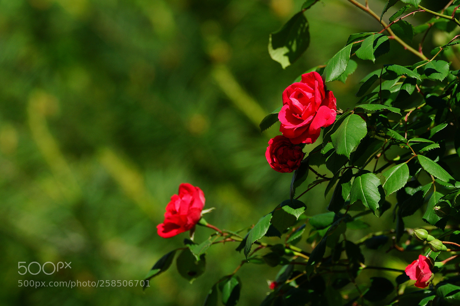 Sony SLT-A99V sample photo. Rose photography