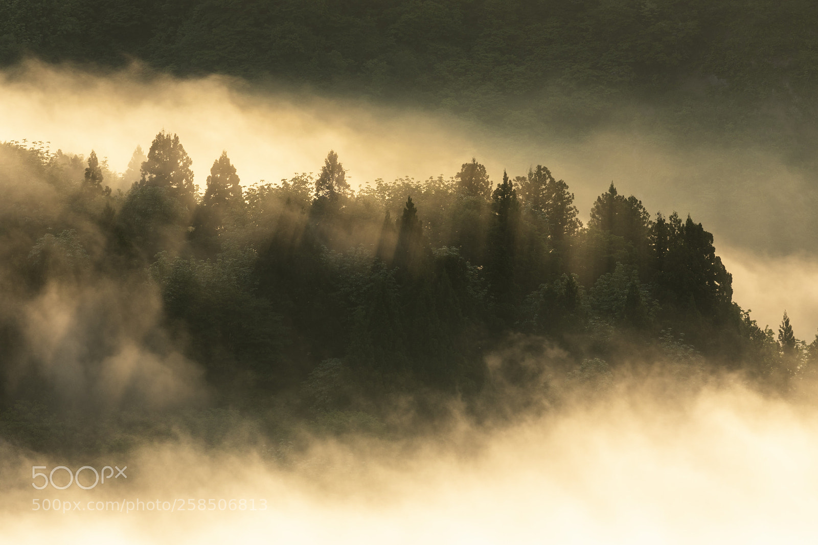 Canon EOS 5D Mark IV sample photo. Fog of the day photography