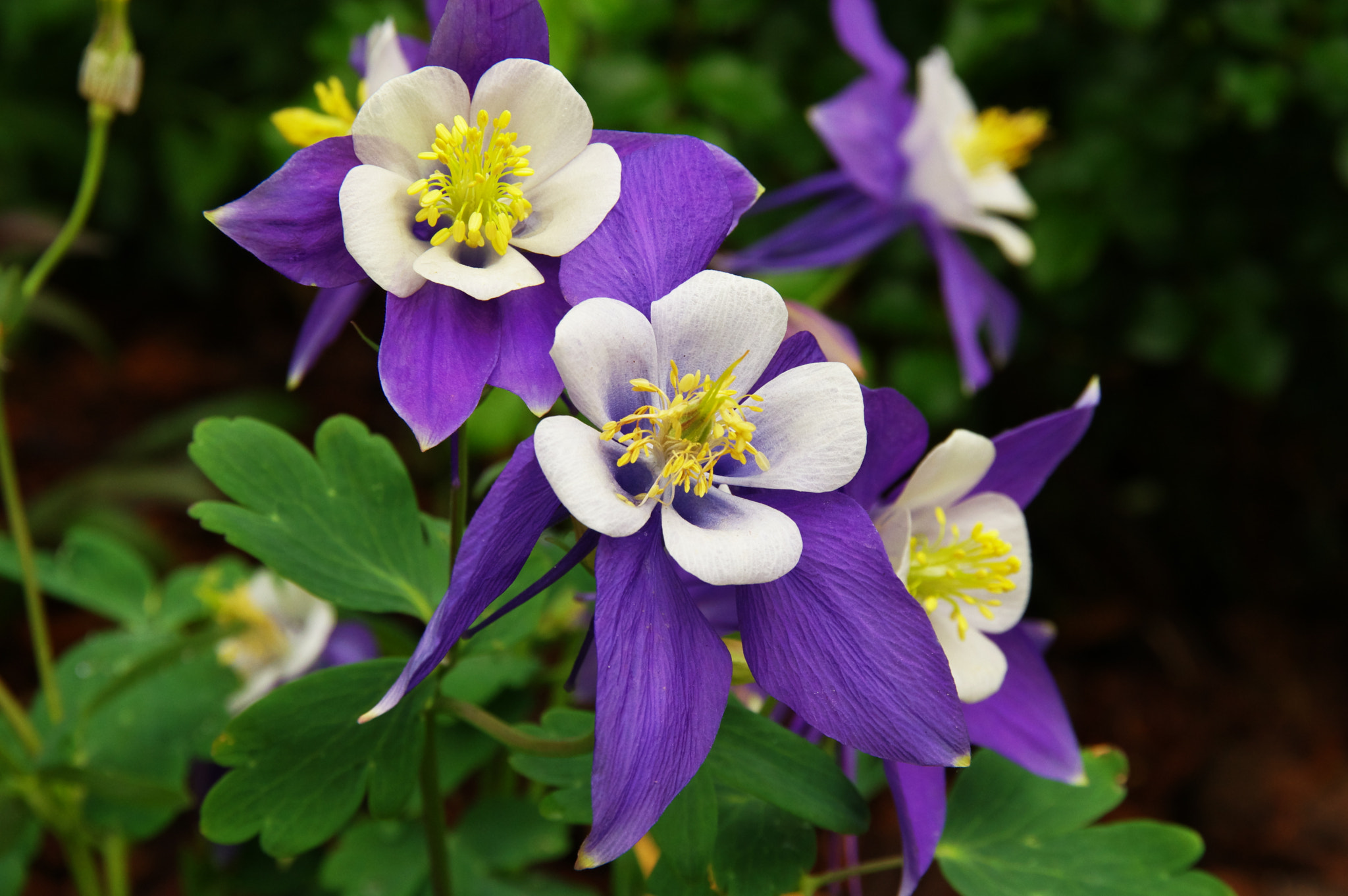 Pentax K-3 sample photo. C photography