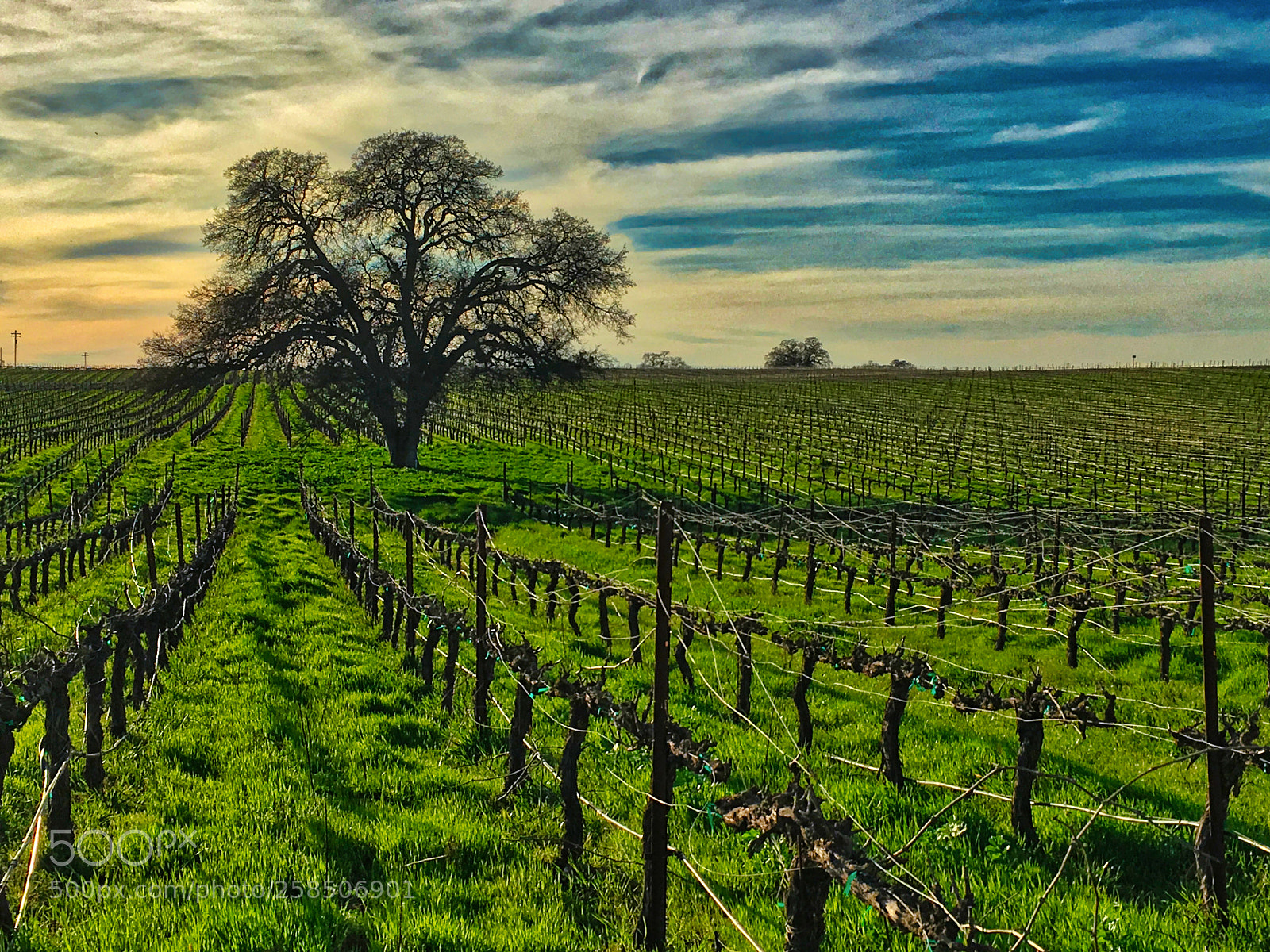 Apple iPhone 6s sample photo. Sunset at bokisch vineyards photography