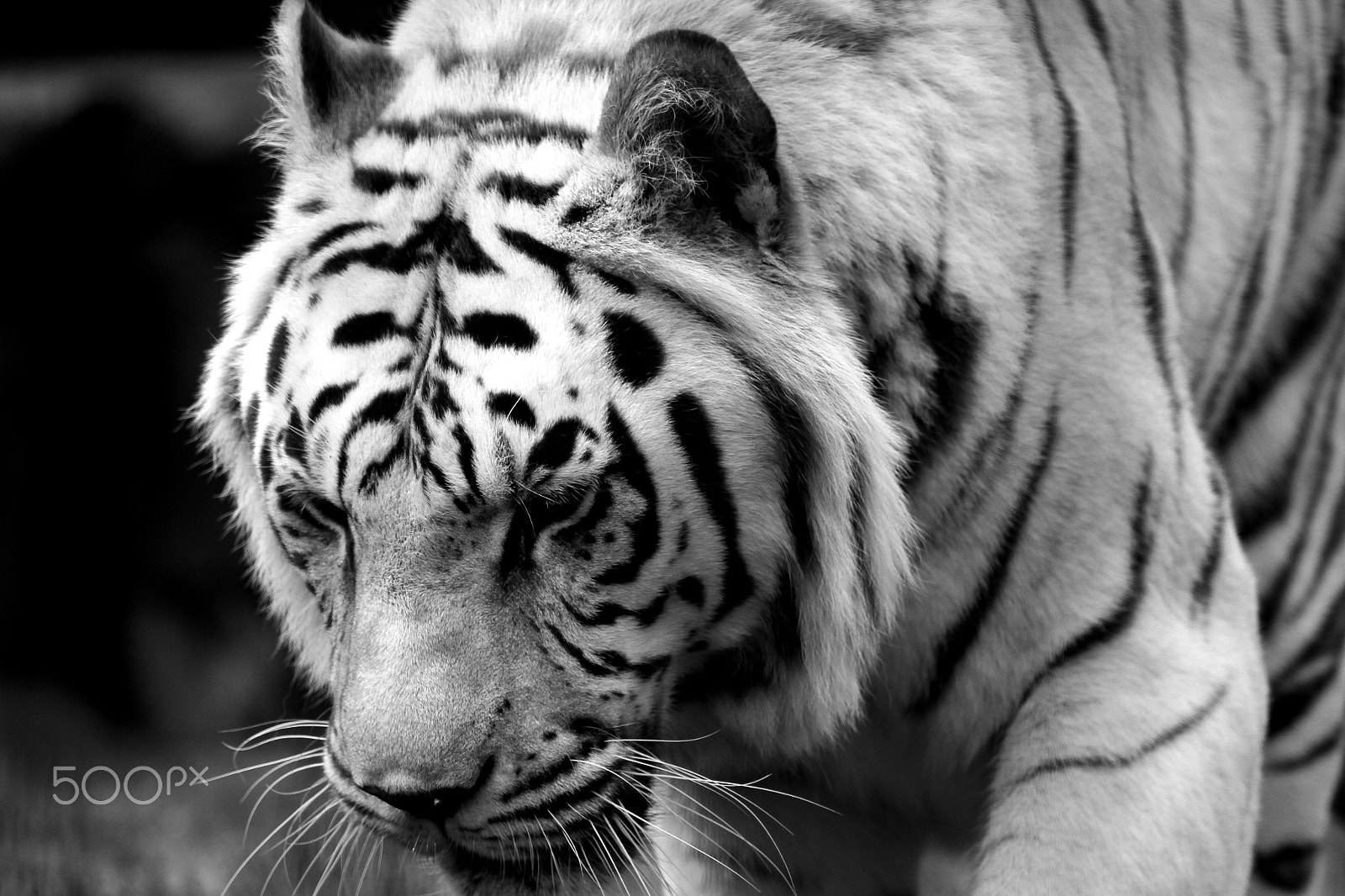 Canon EOS 7D + Sigma 150-600mm F5-6.3 DG OS HSM | C sample photo. Black & white tiger photography