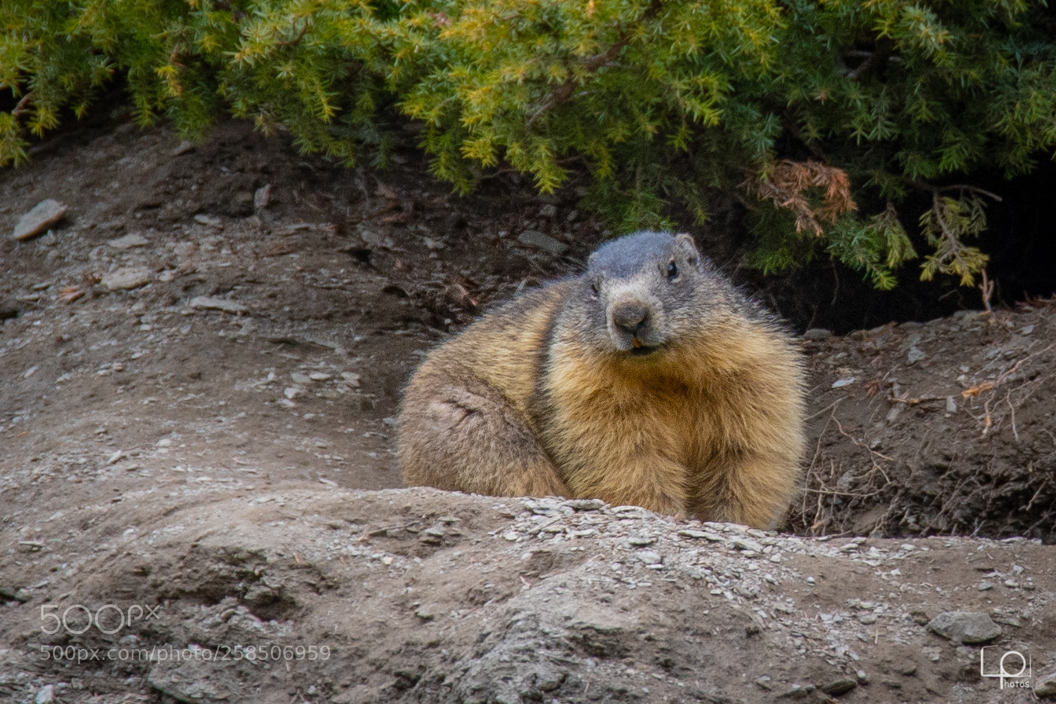 Nikon D7500 sample photo. Lp1_1329-2.jpg photography
