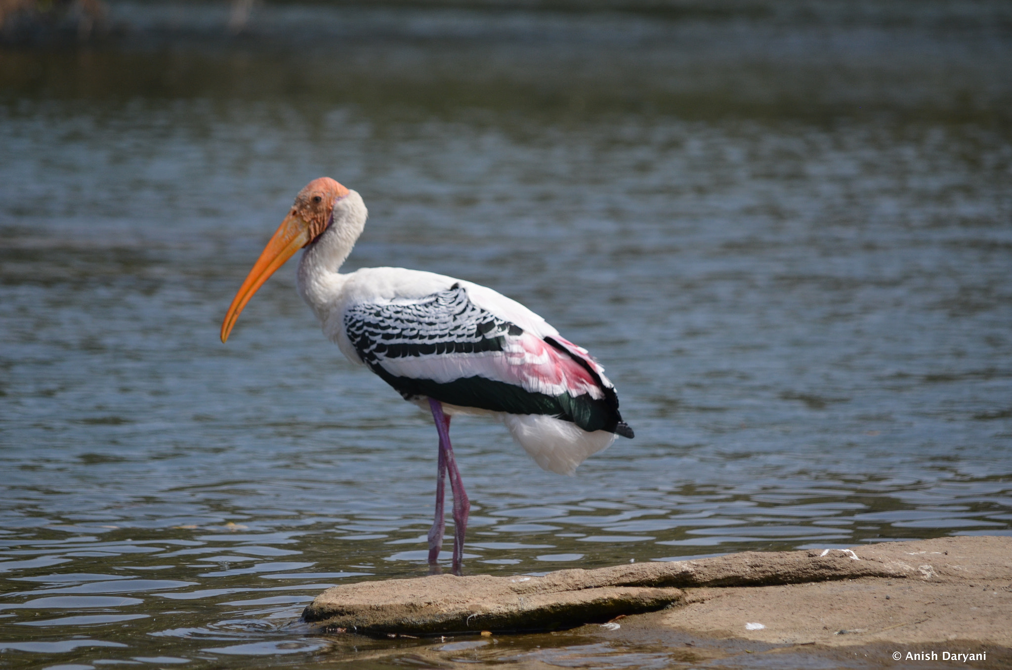 Nikon D5100 sample photo. Painted stork photography