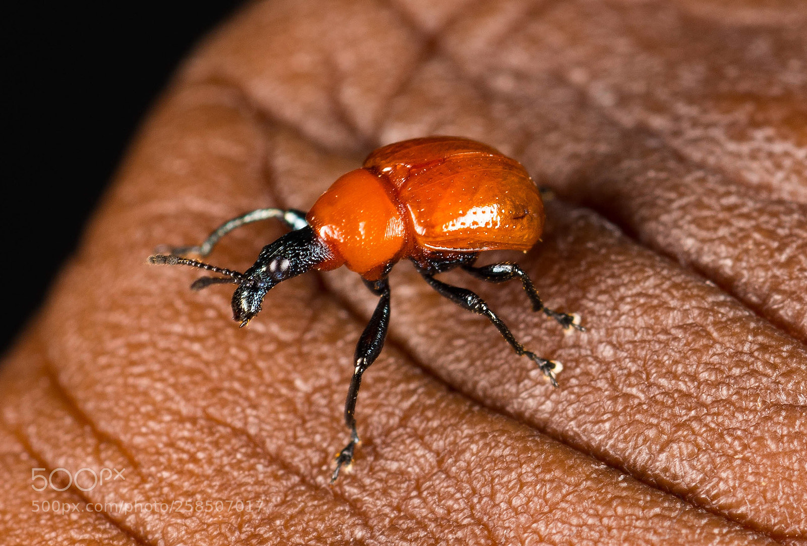 Nikon D850 sample photo. Beetle photography