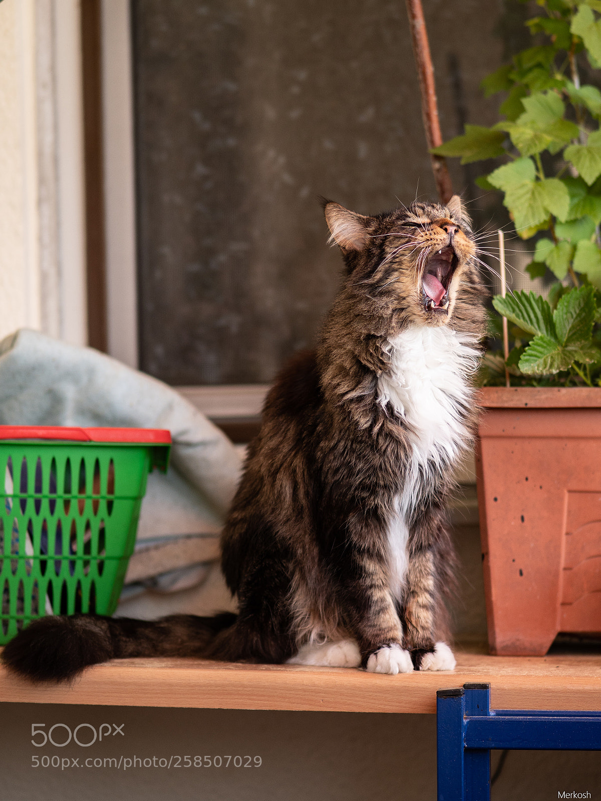 Olympus OM-D E-M1 Mark II sample photo. Yaaawn photography