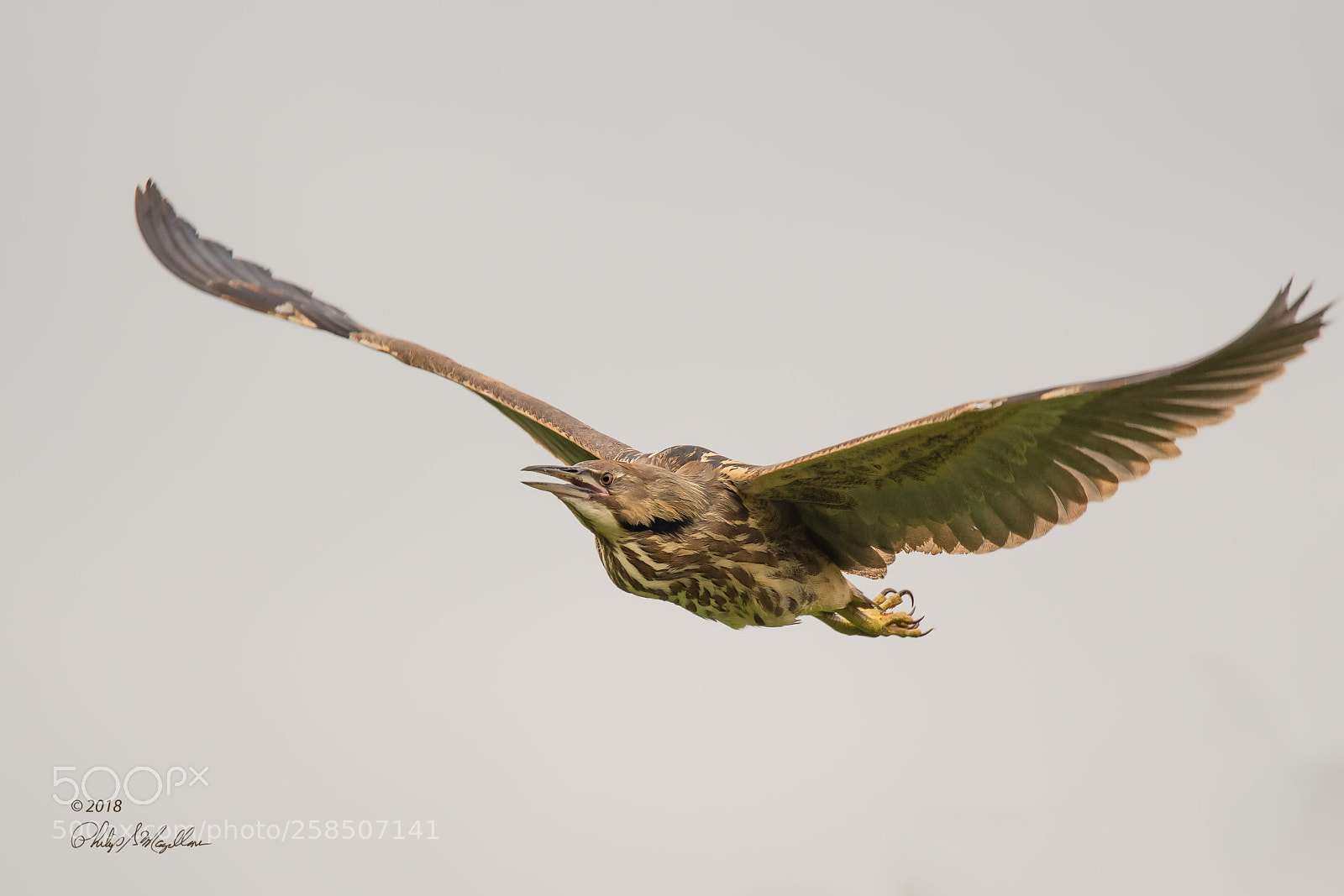 Nikon D500 sample photo. American bittern in flight photography