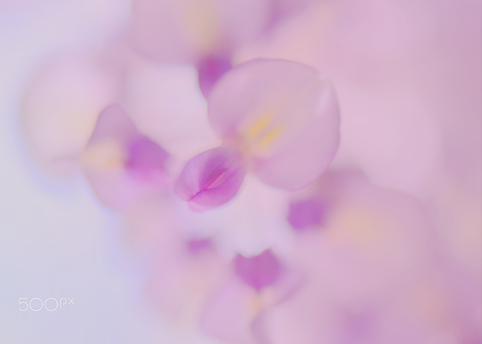 Nikon AF-S Micro-Nikkor 105mm F2.8G IF-ED VR sample photo. Whisper of the heart photography