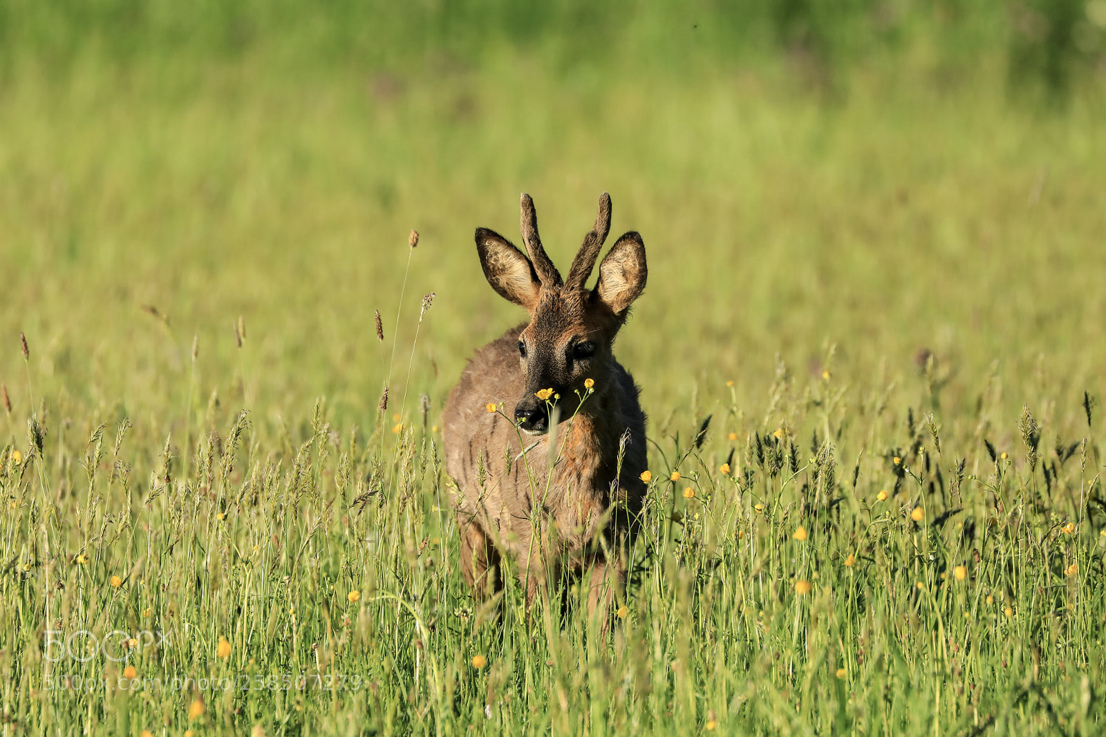 Canon EOS 5D Mark IV sample photo. Buck photography