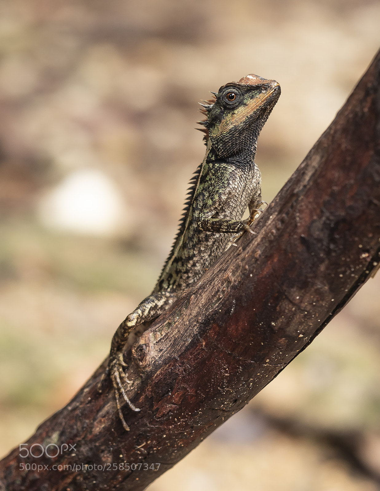Olympus OM-D E-M5 II sample photo. Calotes emma photography