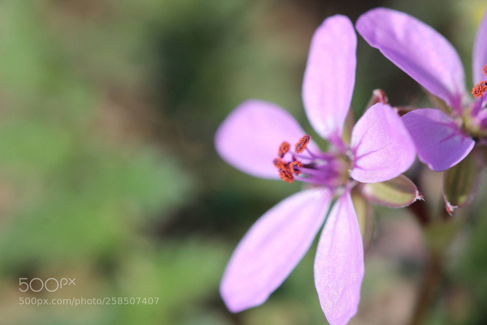 Canon EOS 600D (Rebel EOS T3i / EOS Kiss X5) sample photo. Stamens  photography