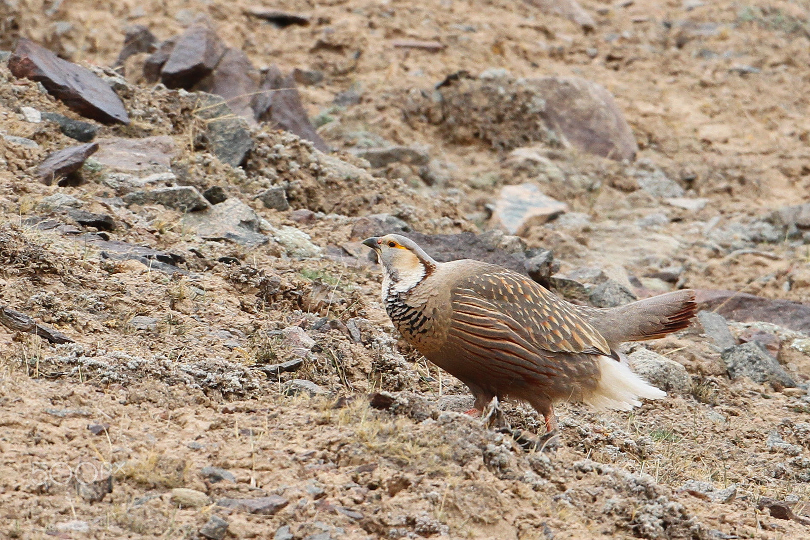 Canon EF 500mm F4L IS USM sample photo. 暗腹藏雞 photography