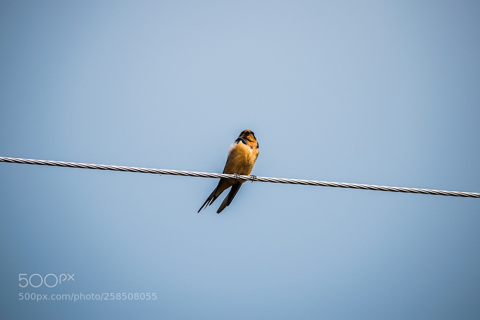 Nikon D5300 sample photo. Bird photography