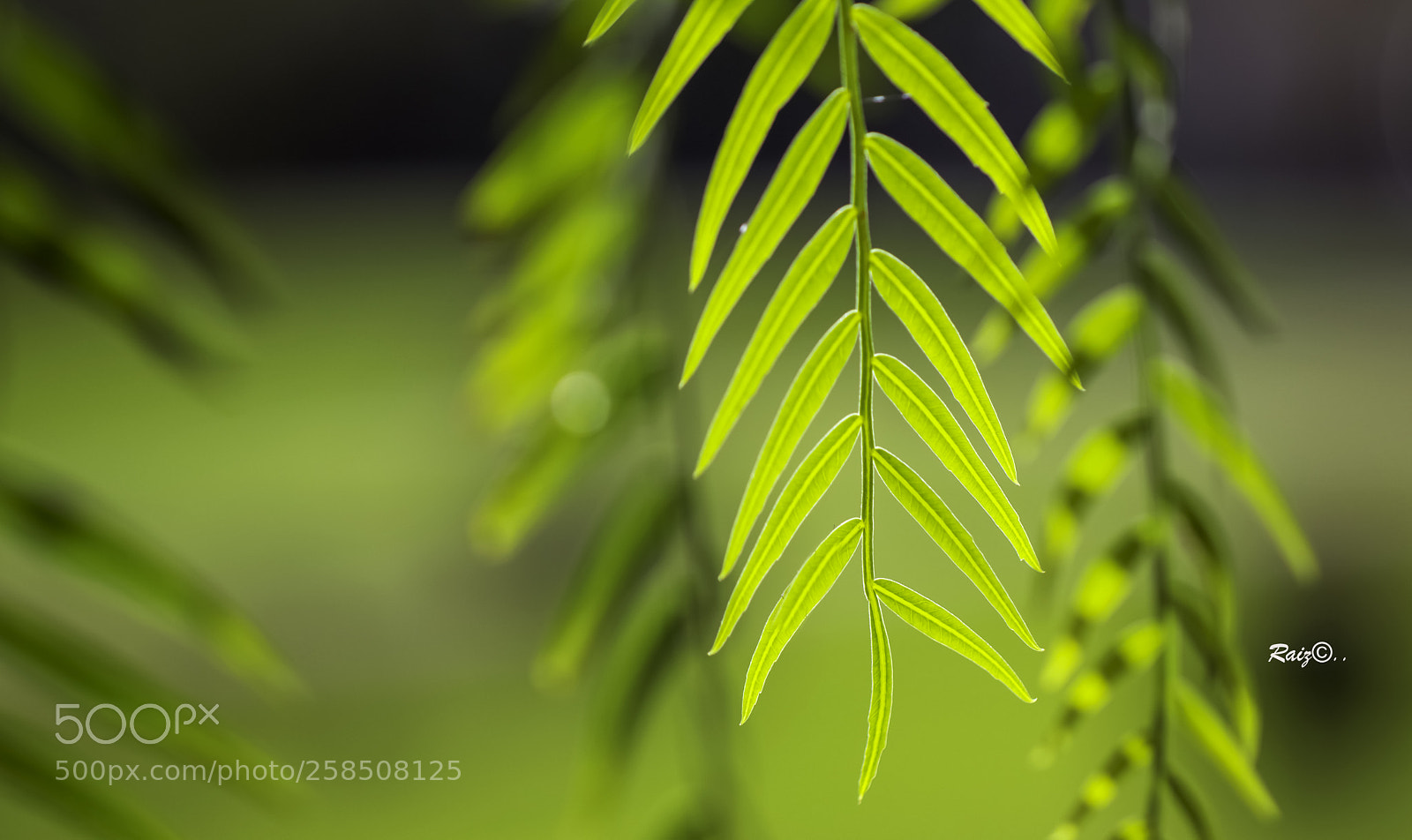 Canon EOS 5DS sample photo. Simply green photography