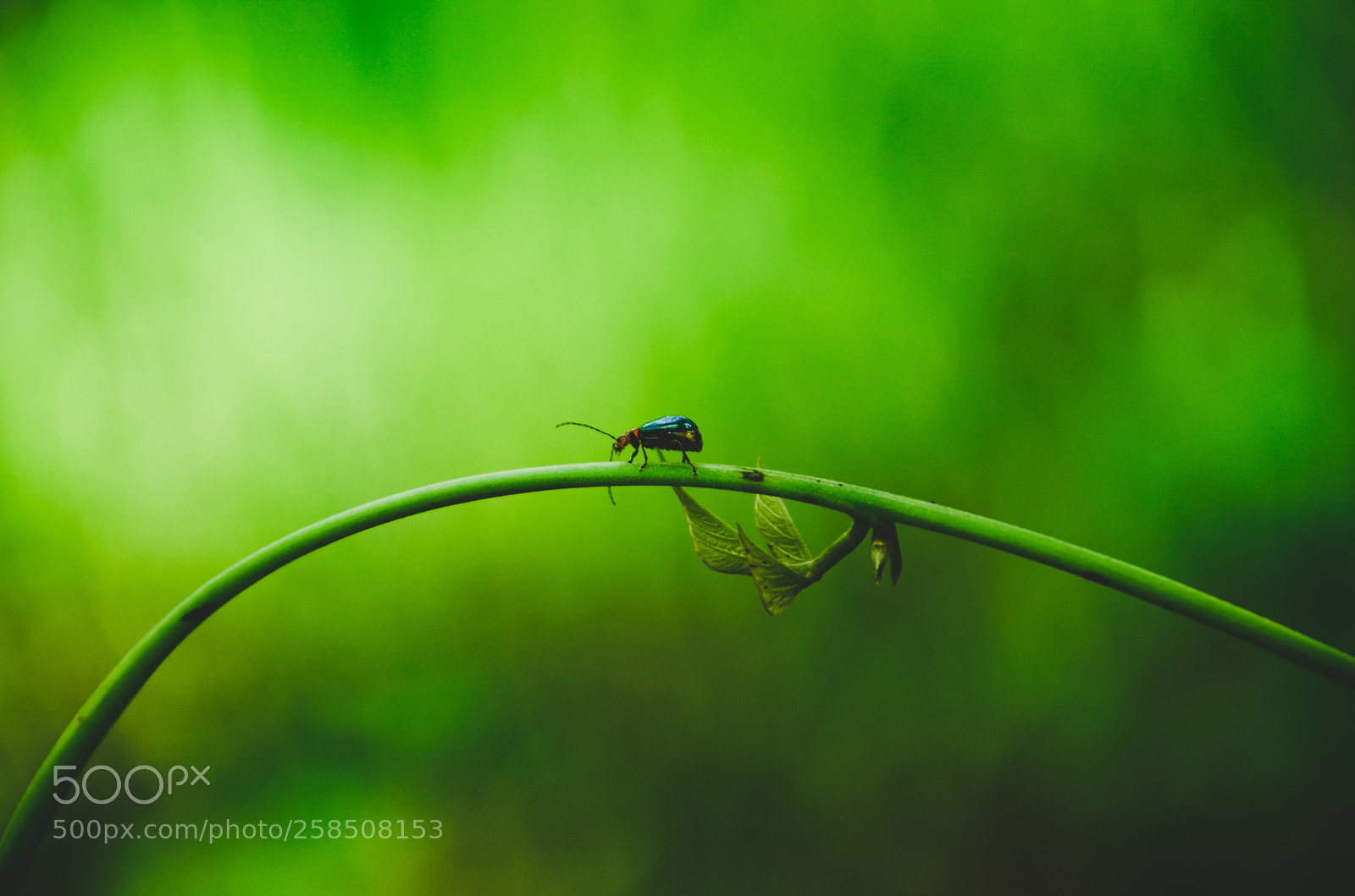 Nikon D7000 sample photo. The little world. photography
