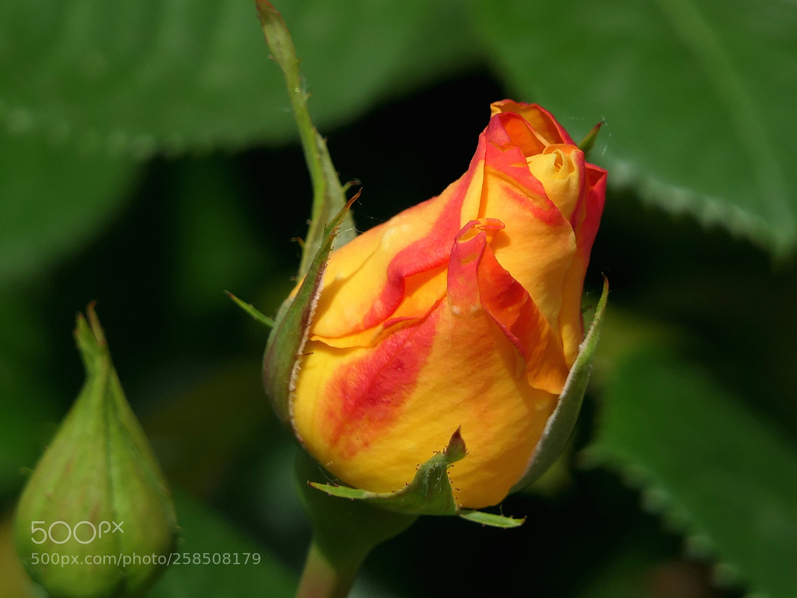 Panasonic Lumix DMC-FZ2500 (Lumix DMC-FZ2000) sample photo. Il nome delta rosa... photography