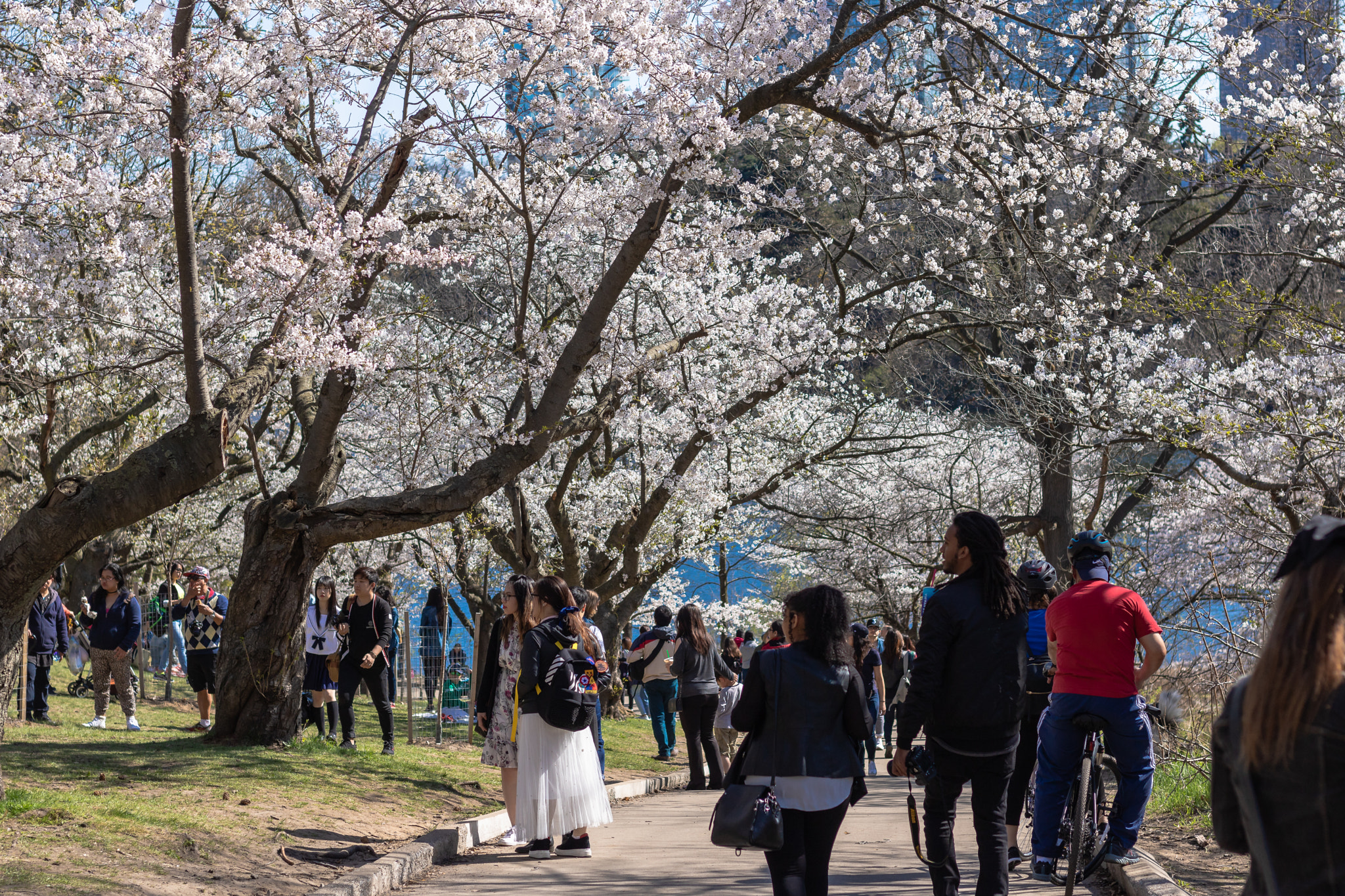 Canon EOS 760D (EOS Rebel T6s / EOS 8000D) sample photo. Cherry blossom high park photography